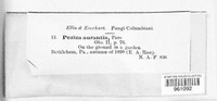 Aleuria aurantia image